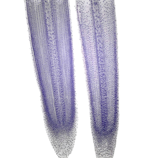 Microscope Slide – Allium Root Tip Longitudinal Section Showing Mitosis