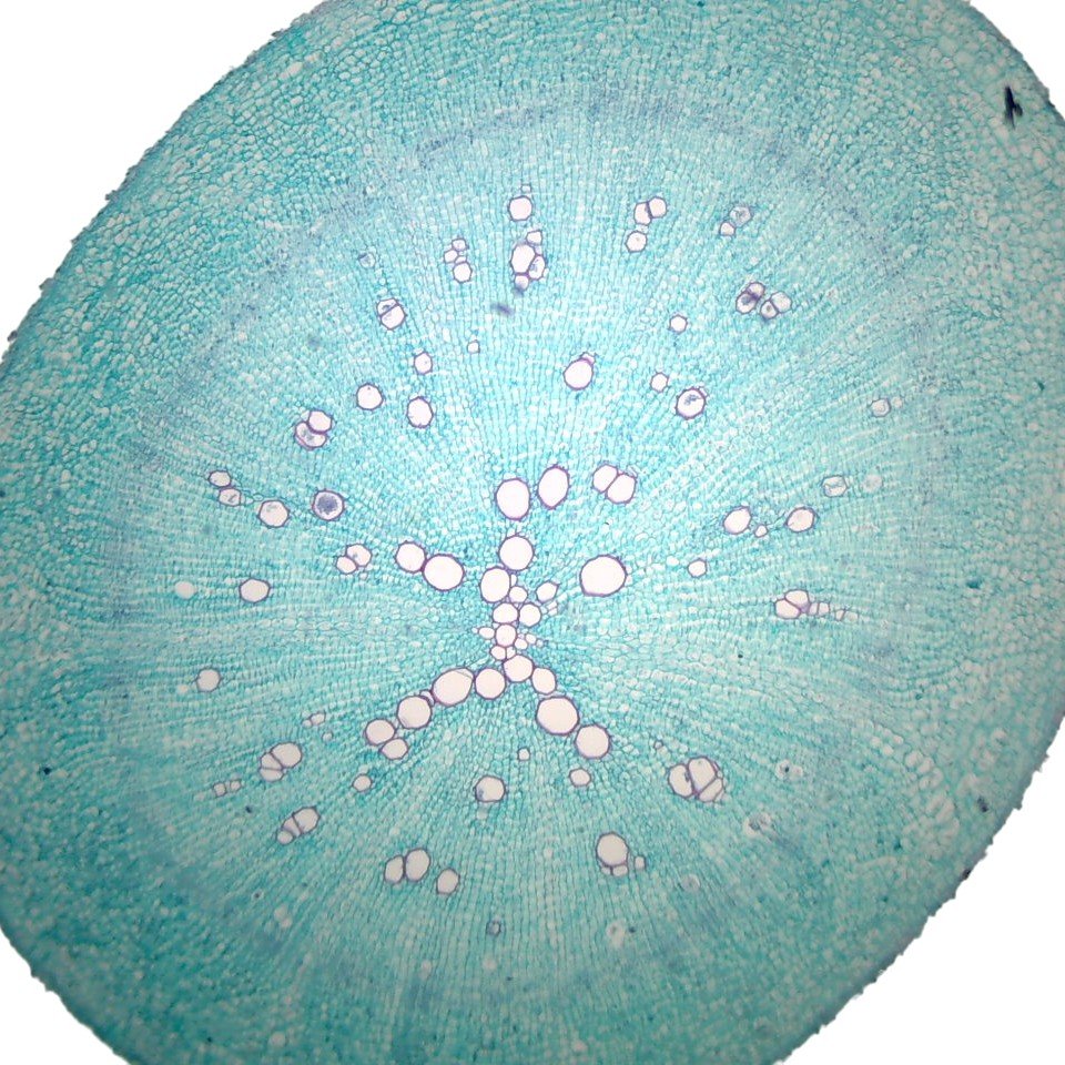 Microscope Slide – Monocot and Dicot Root Transverse Sections (Zea and Ranunculus)