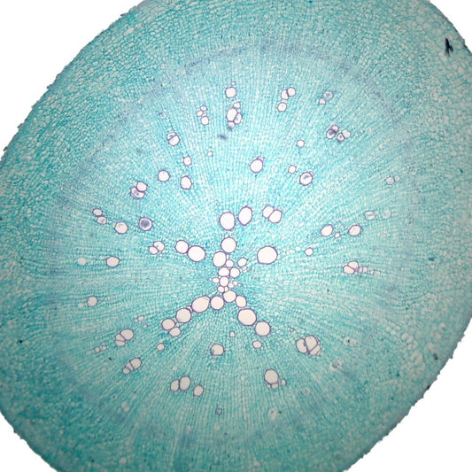 Microscope Slide – Monocot and Dicot Root Transverse Sections (Zea and Ranunculus)