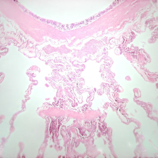 Microscope Slide – Frog Lung Section