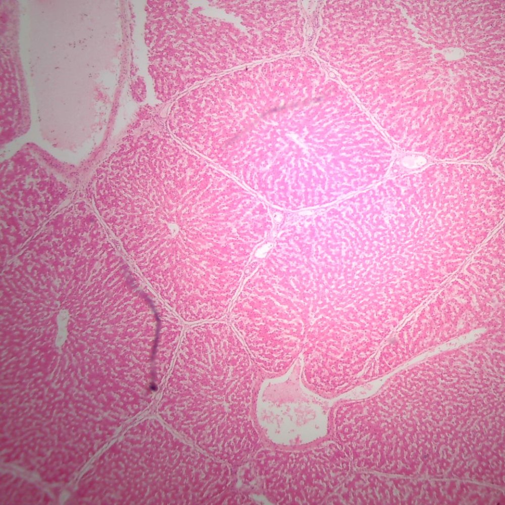 Microscope Slide – Liver Section