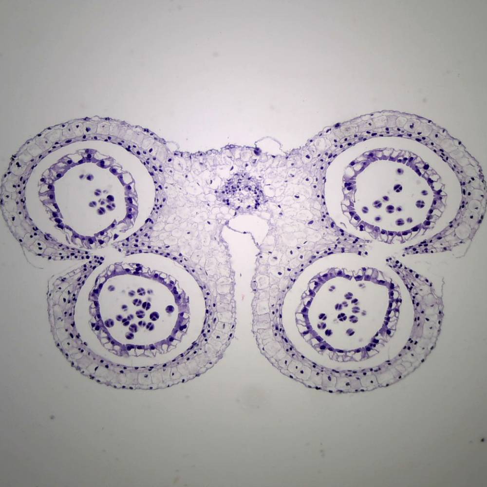 Microscope Slide – Lilium Meiosis Transverse Section