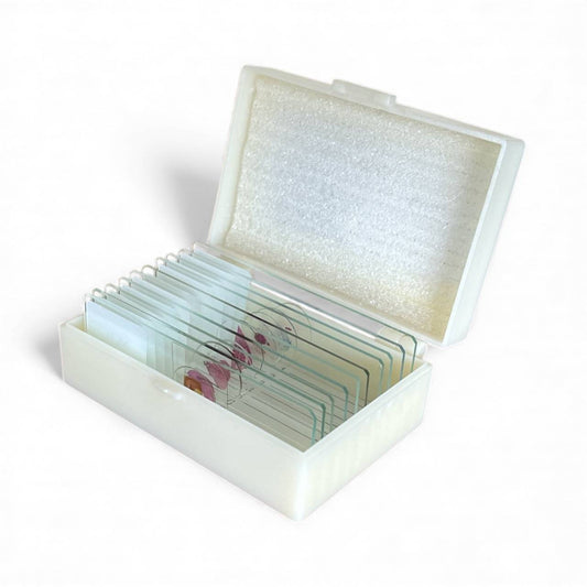Microscope Slide Set – Bacteria & Cell Division (10 Slides)