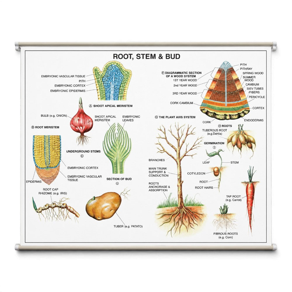 Wall Chart – Root, Stem and Bud