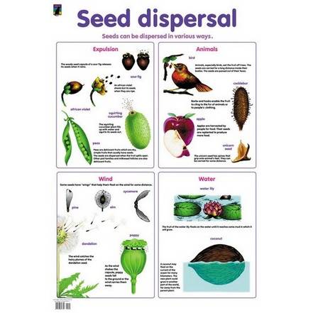 Seed Dispersal Poster