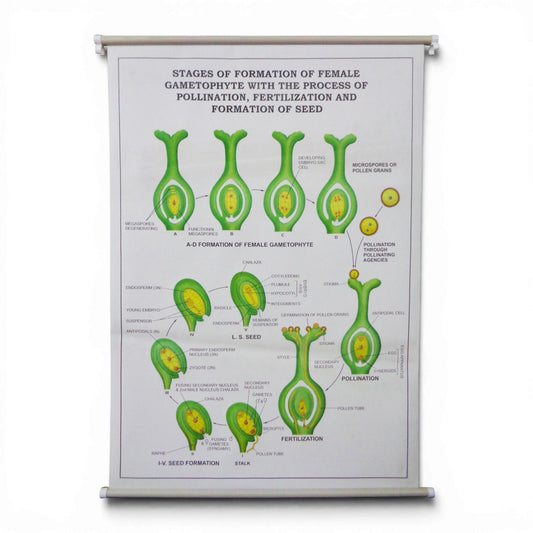Wall Chart – Stages of Formation of Female Gametophyte, Pollination, Fertilisation and Seed Formation