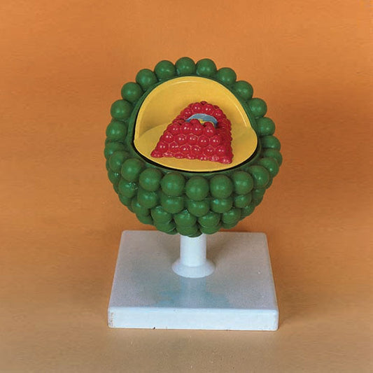 Aids Virus Model