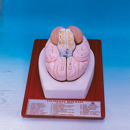 Model Brain 2-Part