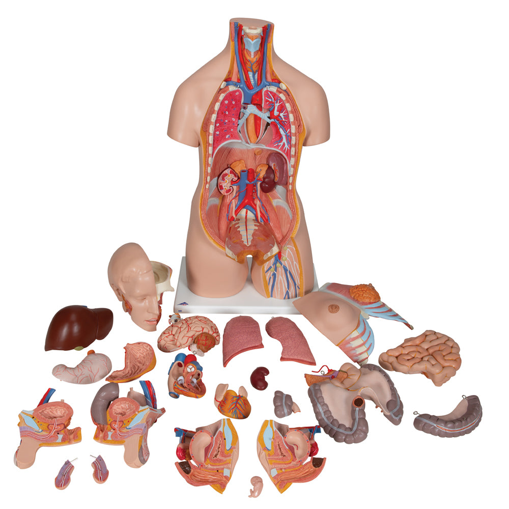 Deluxe Dual Sex Human Torso Model, 24 part