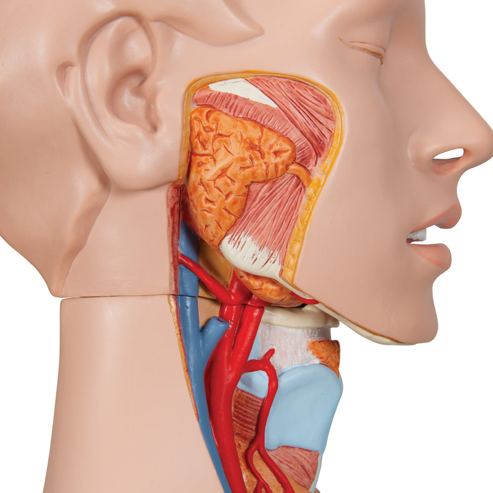Deluxe Dual Sex Human Torso Model, 24 part