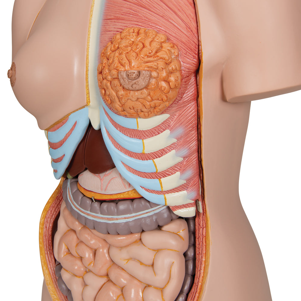 Deluxe Dual Sex Human Torso Model, 24 part