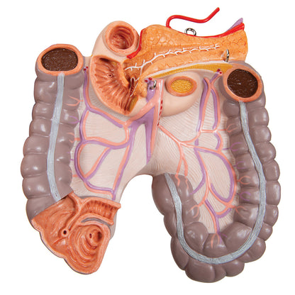 Deluxe Dual Sex Human Torso Model, 24 part