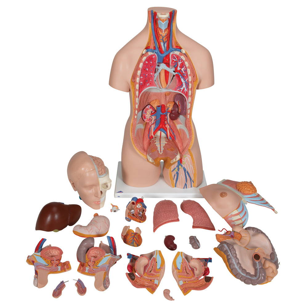 Deluxe Dual Sex Human Torso Model, 20 Part