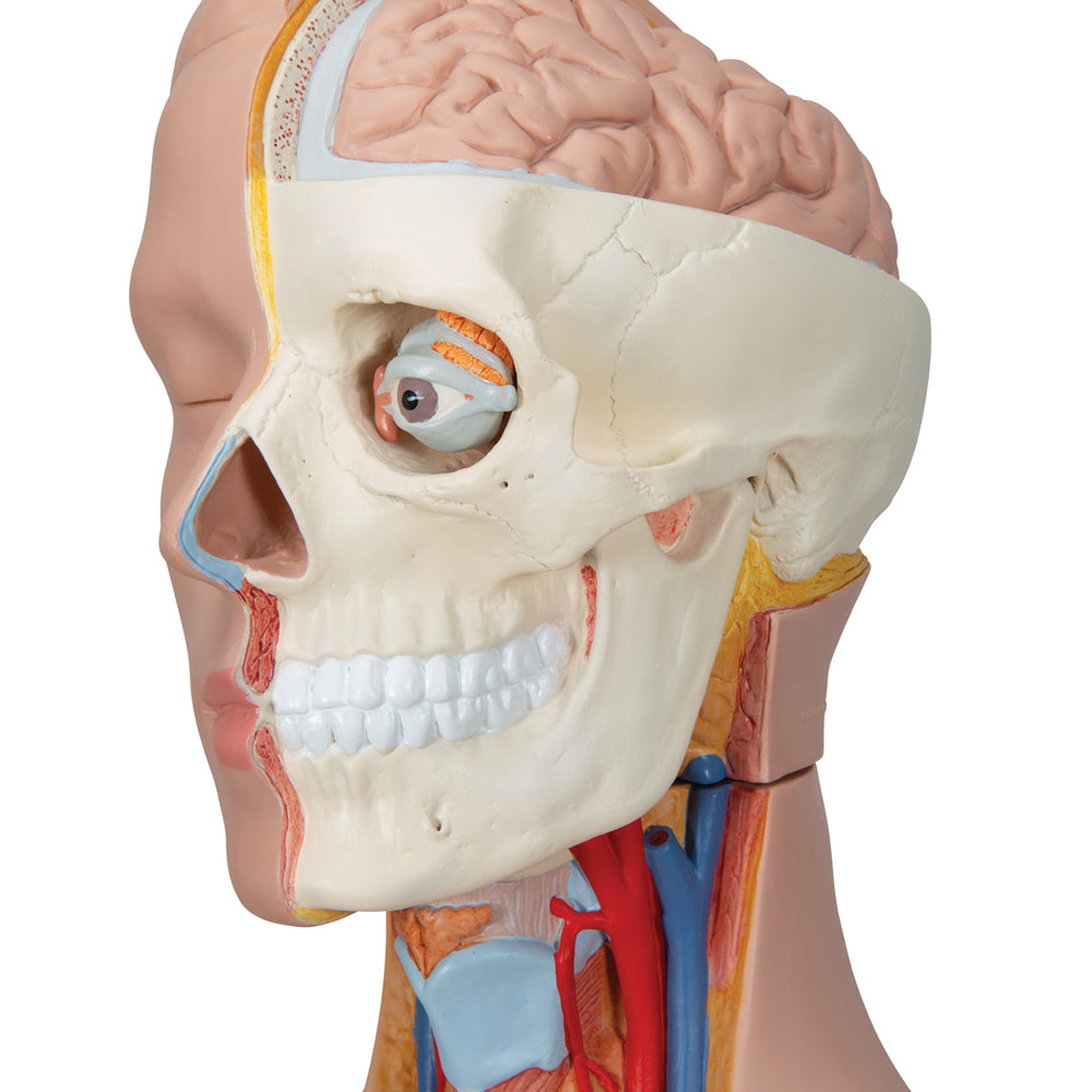Deluxe Dual Sex Human Torso Model, 20 Part