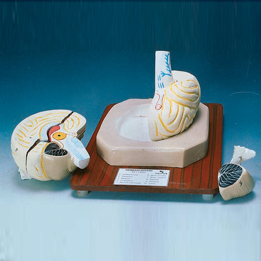 Model Brain 4-Part