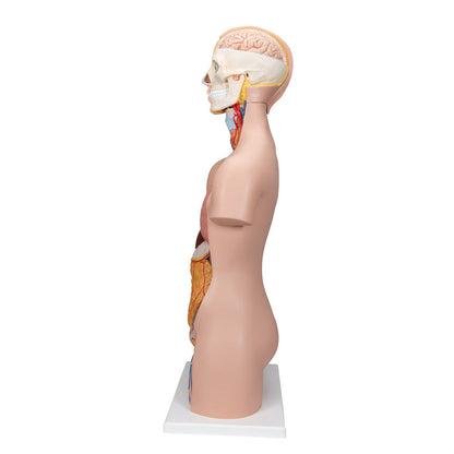 Unisex Human Torso Model, 12 Part