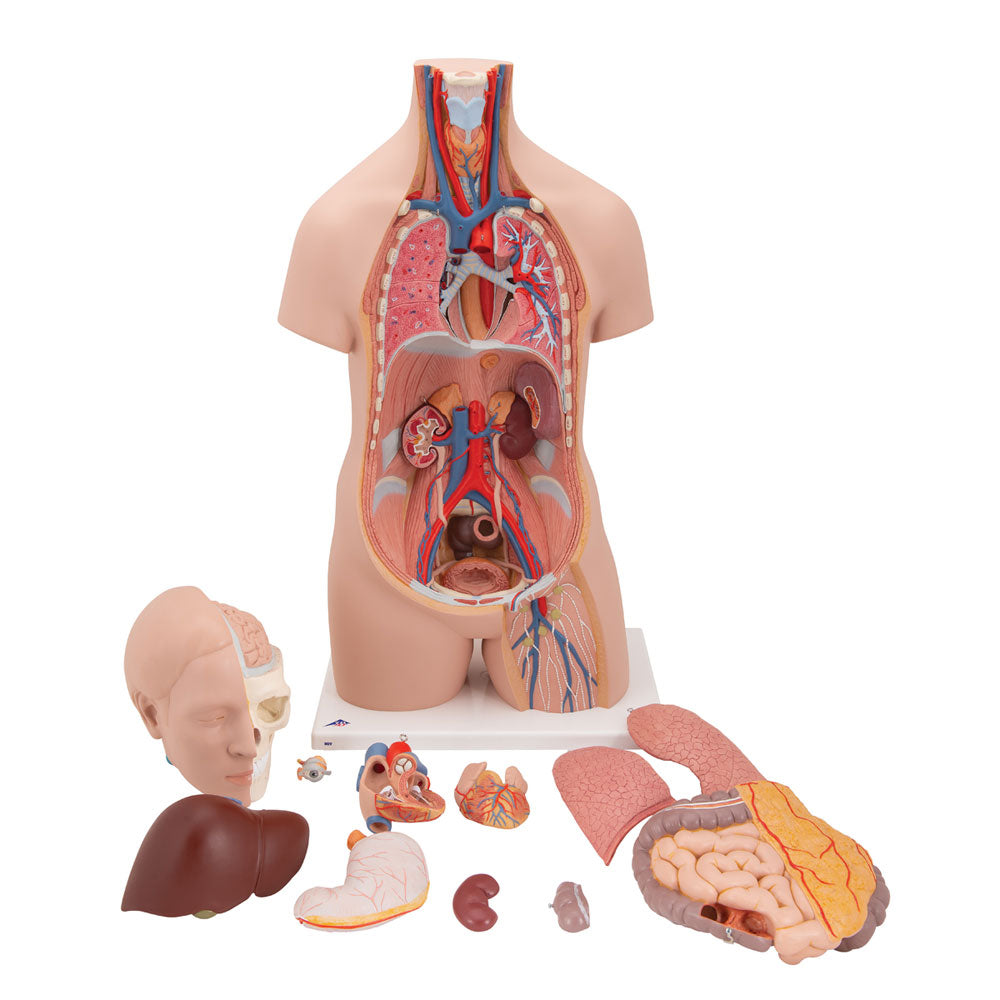 Unisex Human Torso Model, 12 Part