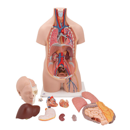 Unisex Human Torso Model, 12 Part