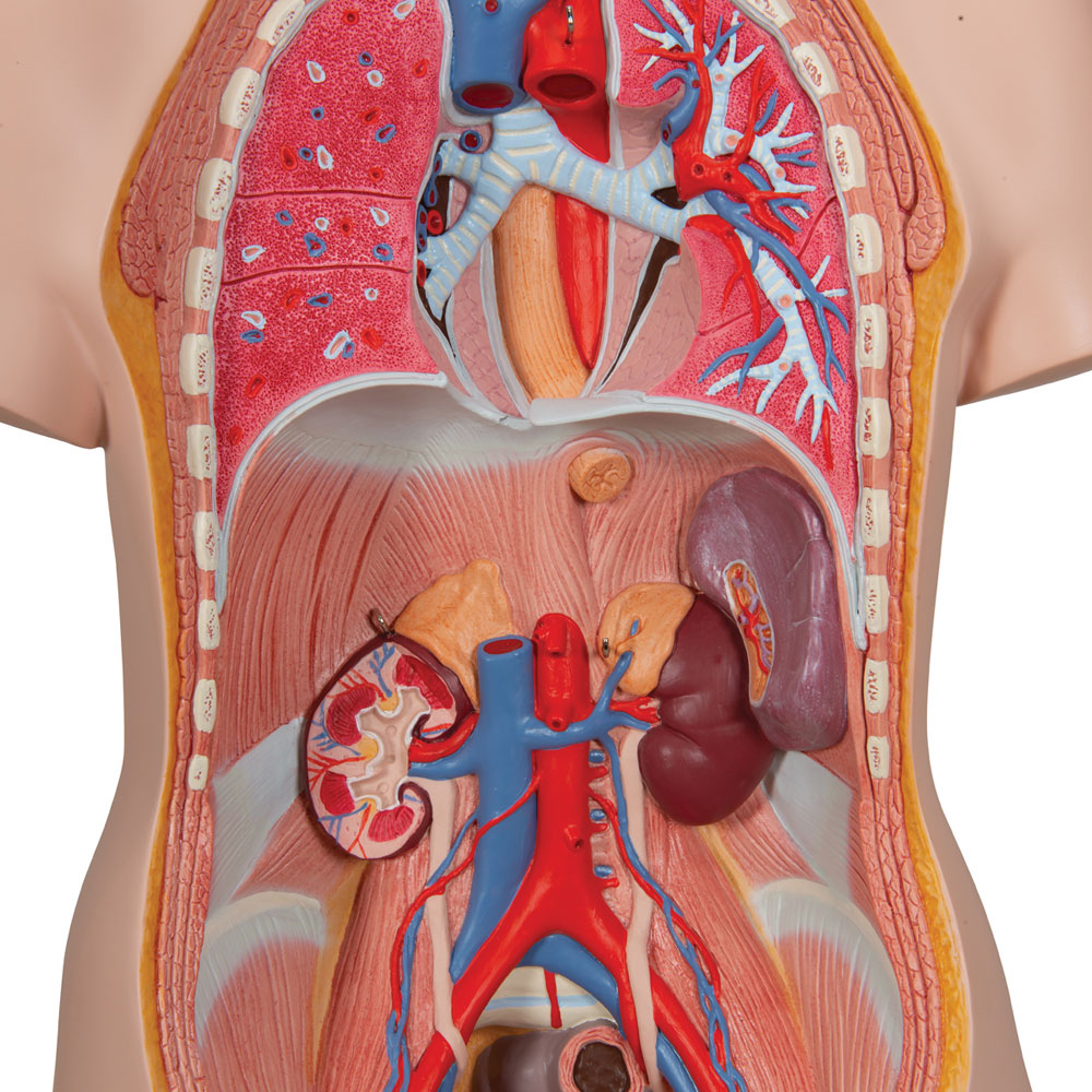 Unisex Human Torso Model, 12 Part