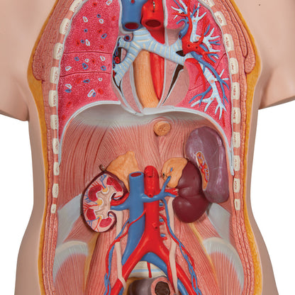 Unisex Human Torso Model, 12 Part
