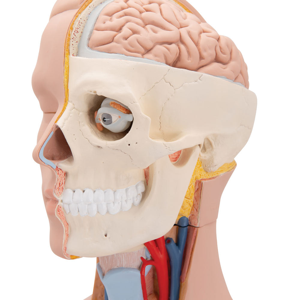 Unisex Human Torso Model, 12 Part