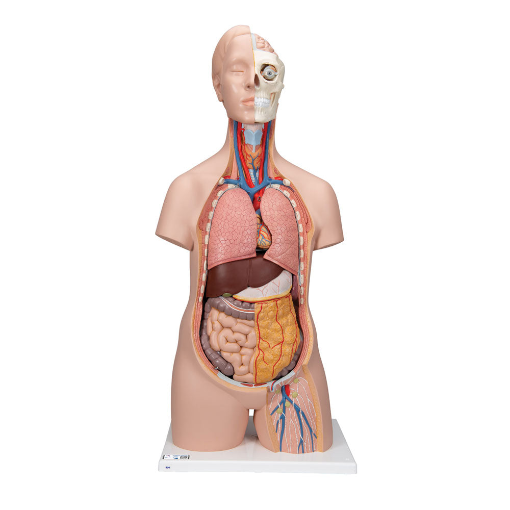 Unisex Human Torso Model, 12 Part