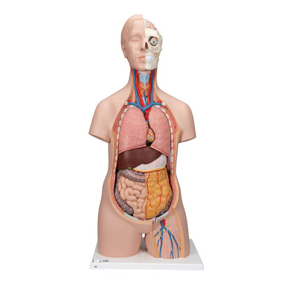 Unisex Human Torso Model, 12 Part