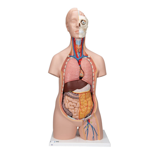 Unisex Human Torso Model, 12 Part