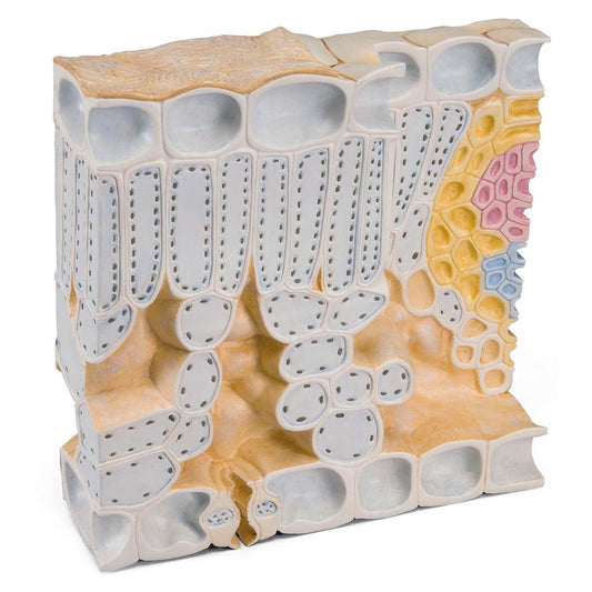 Leaf Cross Section of Beech (Fagus Sylvatica - Beech)