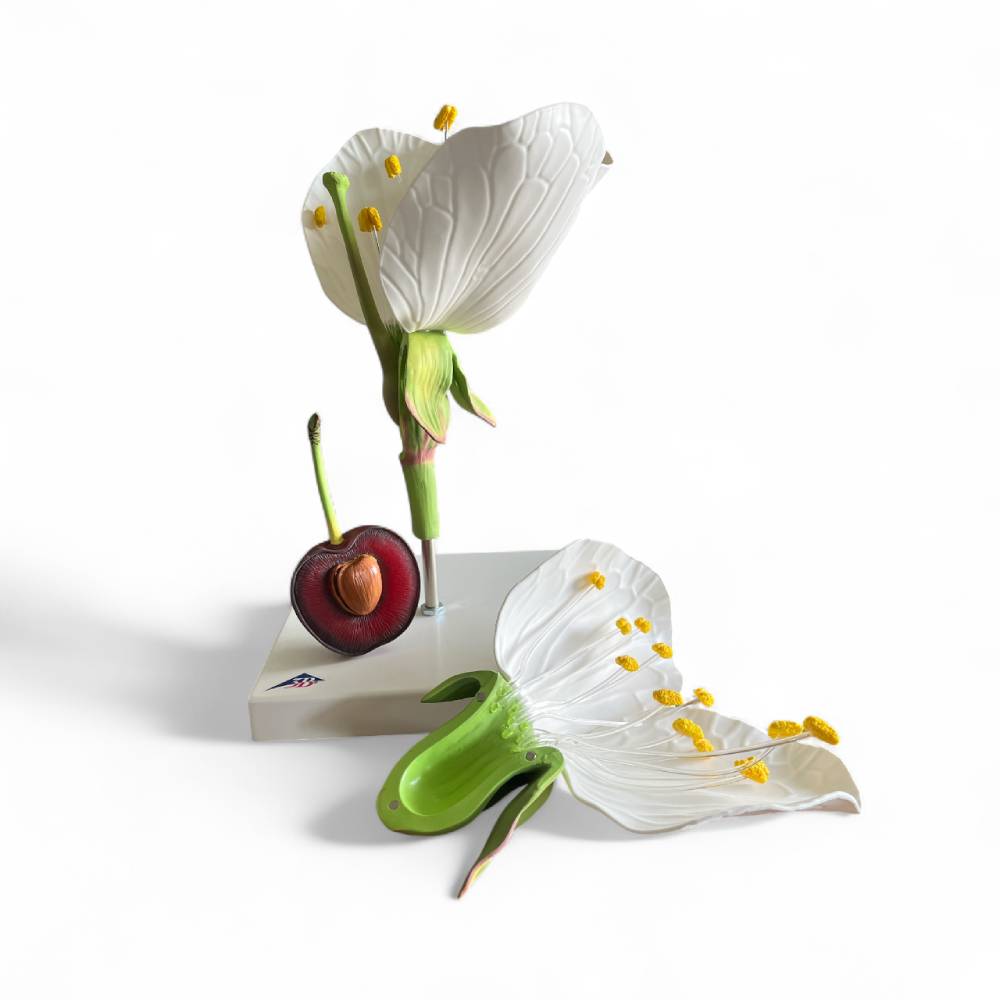 Special Offer: Damaged Packaging - 3B Scientific® Cherry Blossom with Fruit (Prunus avium)