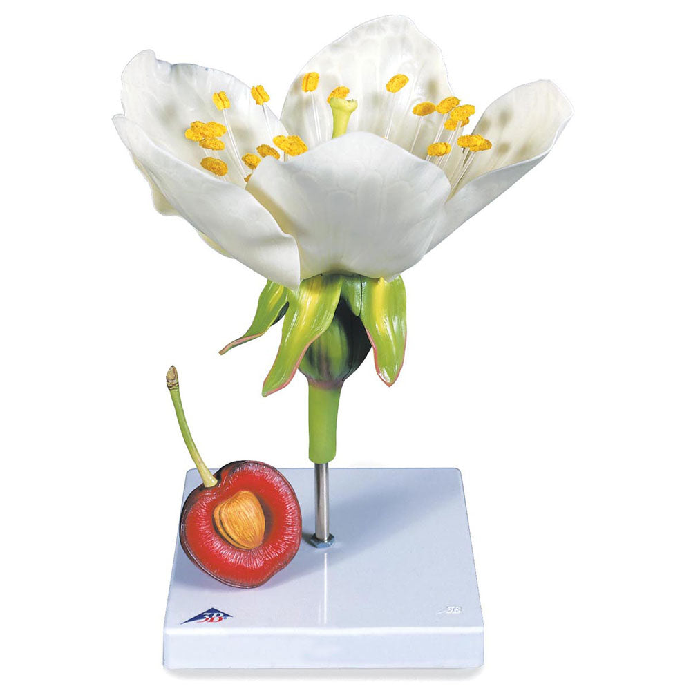 Cherry Blossom with Fruit (Prunus avium)