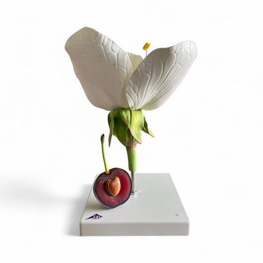 3B Scientific® Cherry Blossom with Fruit (Prunus avium) Model – Enlarged