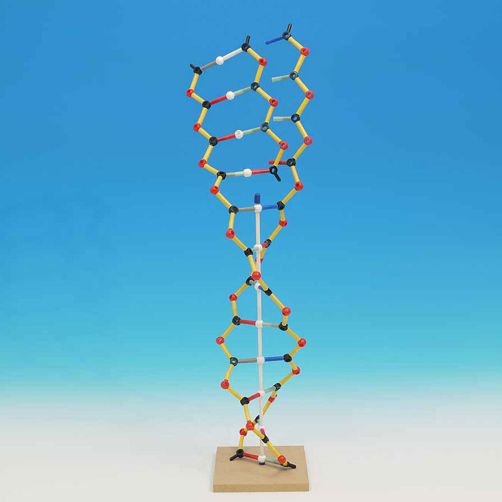 Orbit DNA-RNA Model