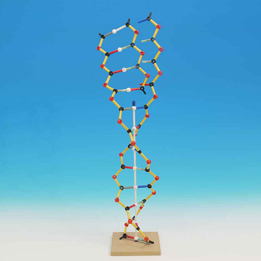 Orbit DNA-RNA Model