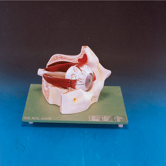 Eye In Bony Orbit Model