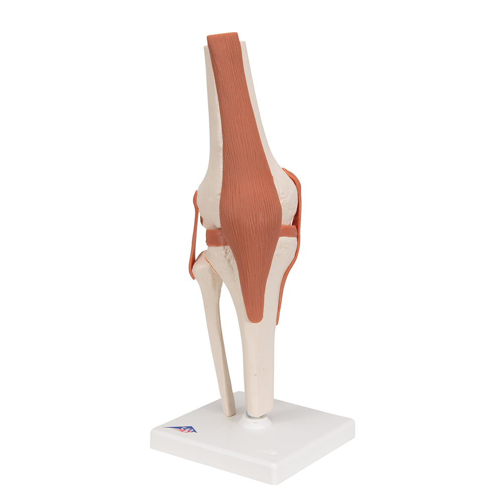 Functional Human Knee Joint Model with Ligaments