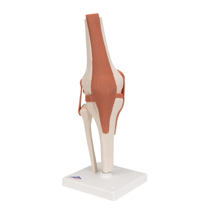 Functional Human Knee Joint Model with Ligaments