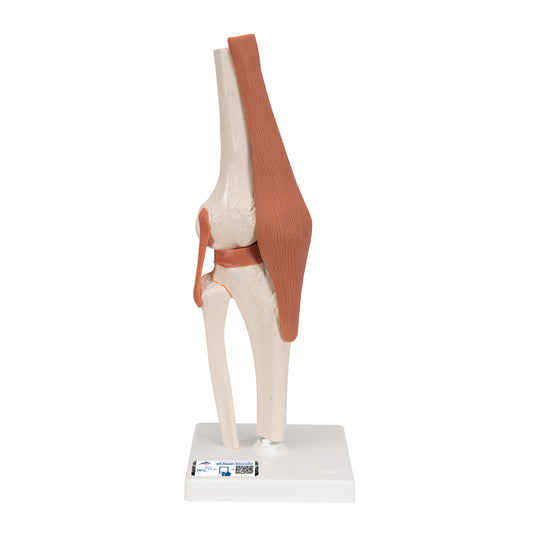 Functional Human Knee Joint Model with Ligaments