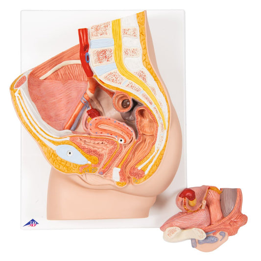 3B Scientific Female Pelvis Model in Median Section – 2 Part