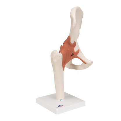 FUNCTIONAL HUMAN HIP JOINT MODEL