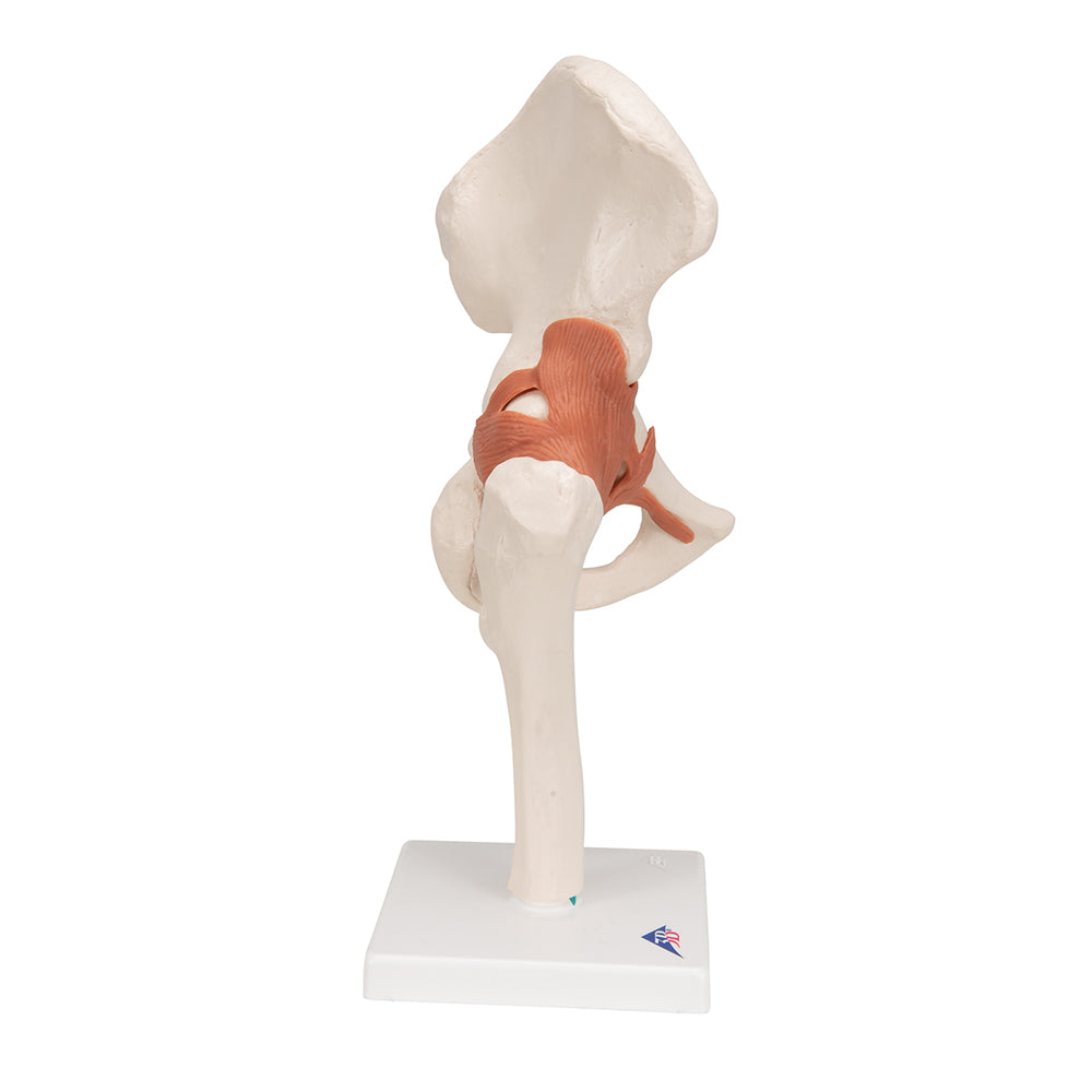 FUNCTIONAL HUMAN HIP JOINT MODEL