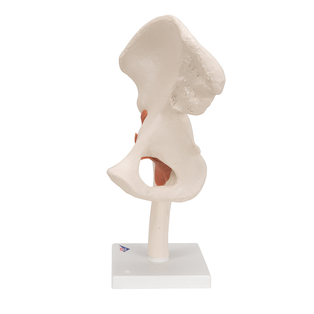 FUNCTIONAL HUMAN HIP JOINT MODEL