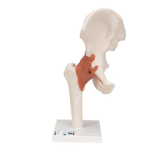 FUNCTIONAL HUMAN HIP JOINT MODEL