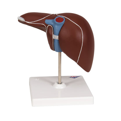Liver With Gall Bladder Model
