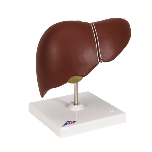Liver With Gall Bladder Model