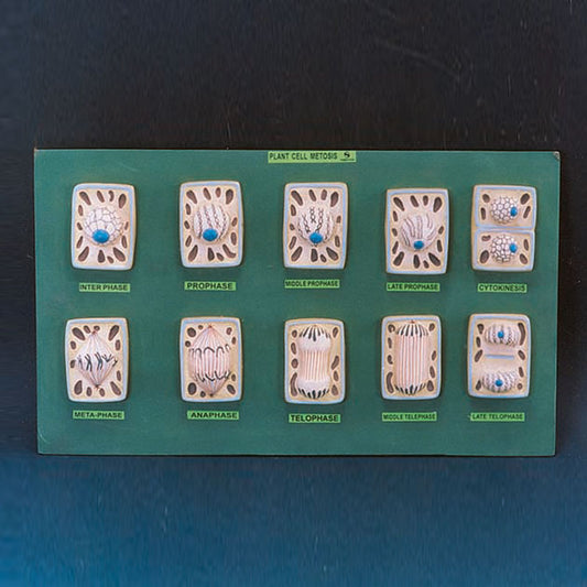 Mitosis Plant Model