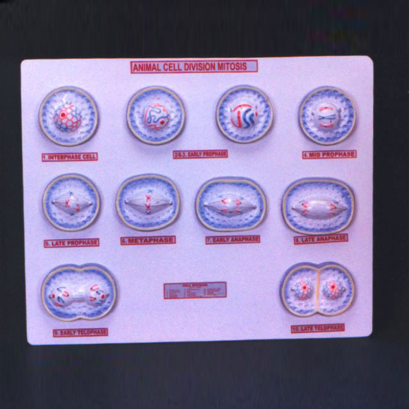 Mitosis Animal Model