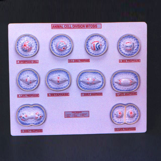 Mitosis Animal Model