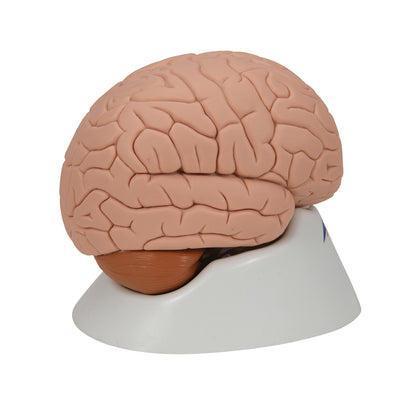 Human Brain Model, 2 part