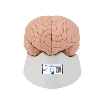 Human Brain Model, 2 part